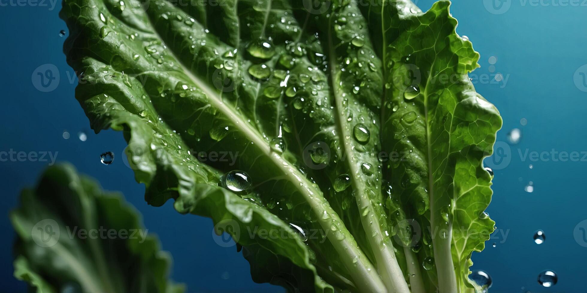 Close up of fresh green lettuce leaf with water drops on blue background. photo