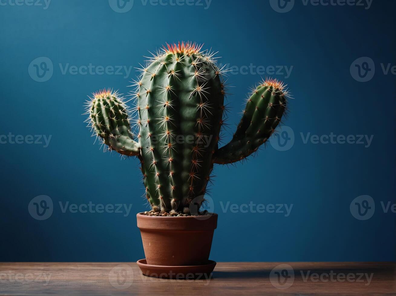 Cactus standing on a table on a blue background with copy space. photo