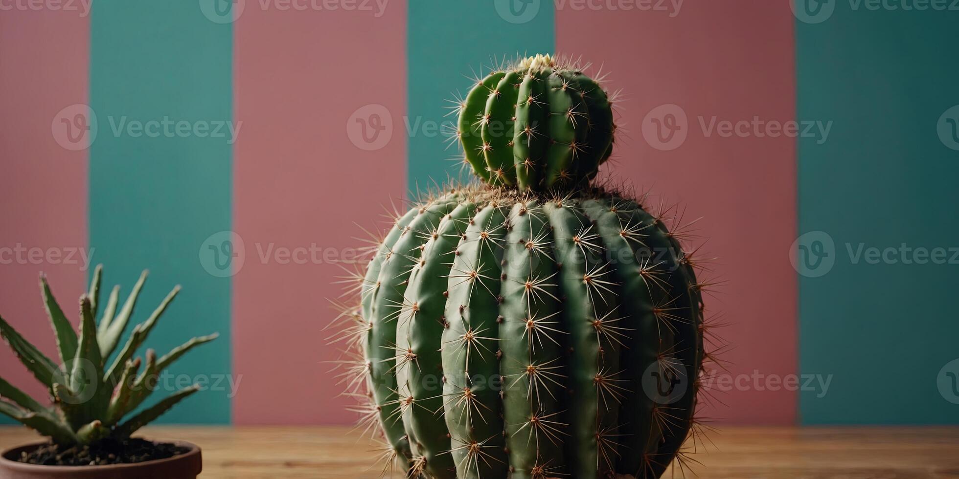 cactus in a vase on a colored wall background. photo