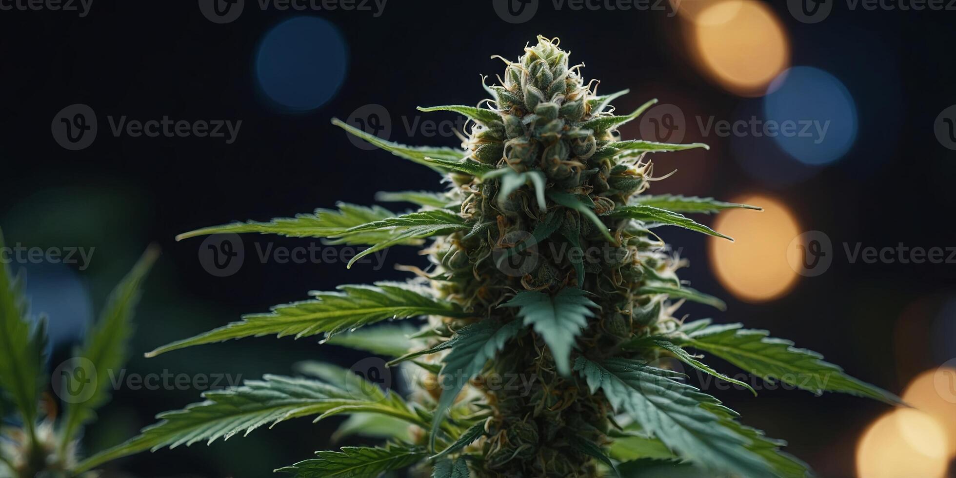 Close Up of a Cannabis Plant Bud With Bokeh Lights. photo