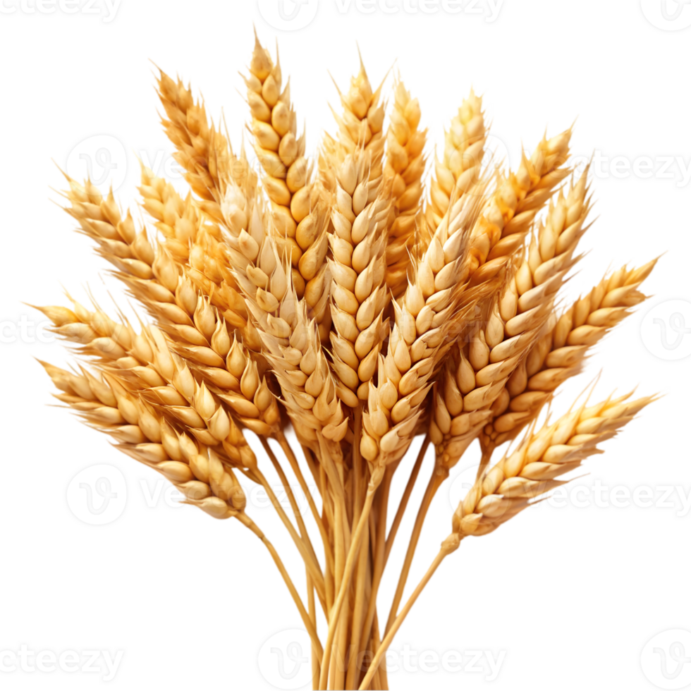 Wheat Icon Illustration png