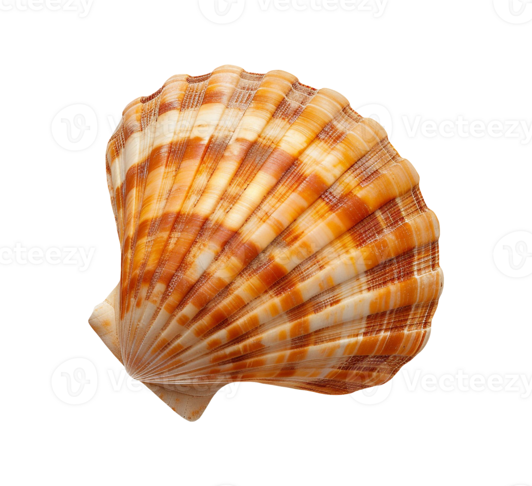 sea shell isolated png