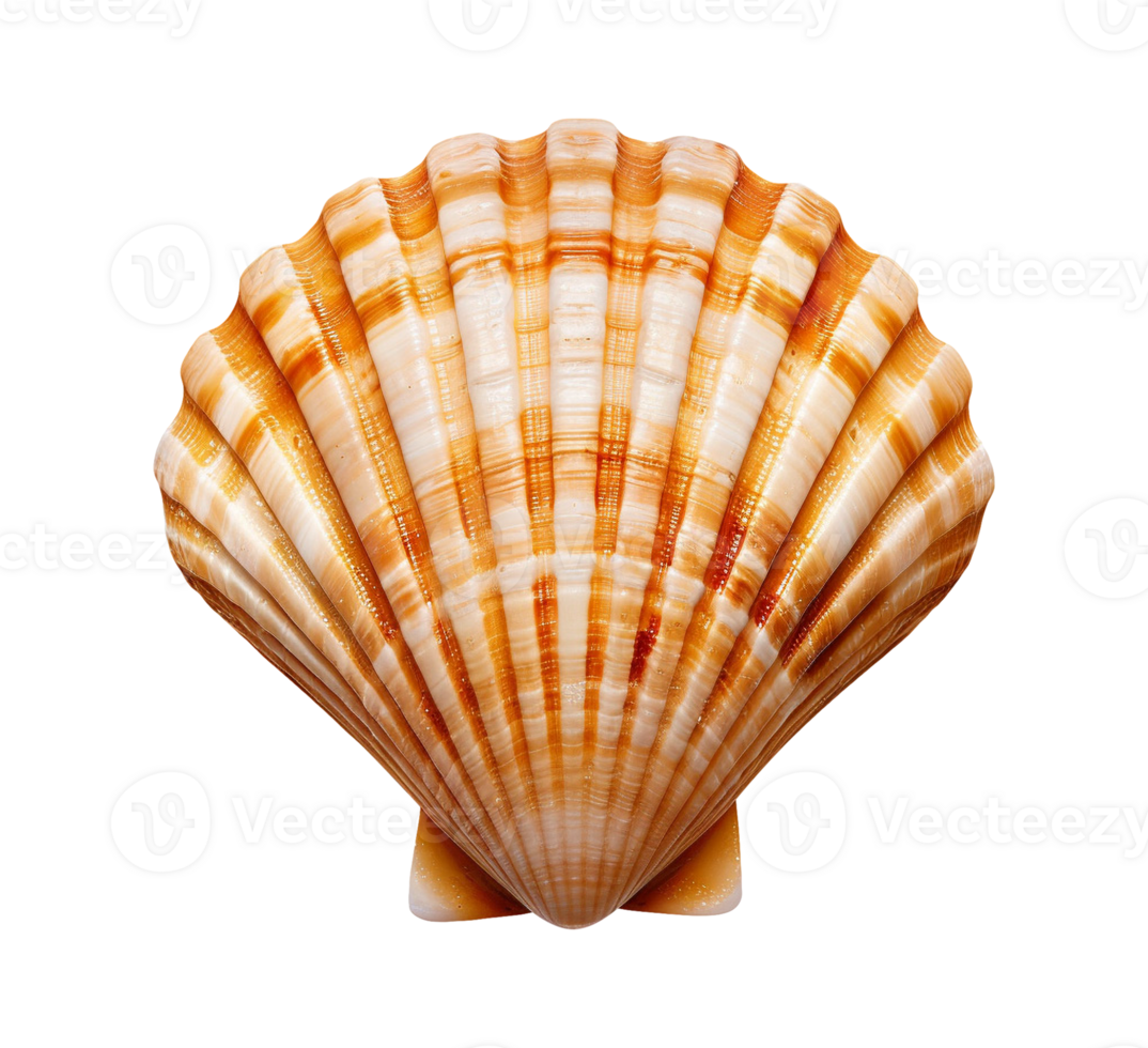 sea shell isolated png