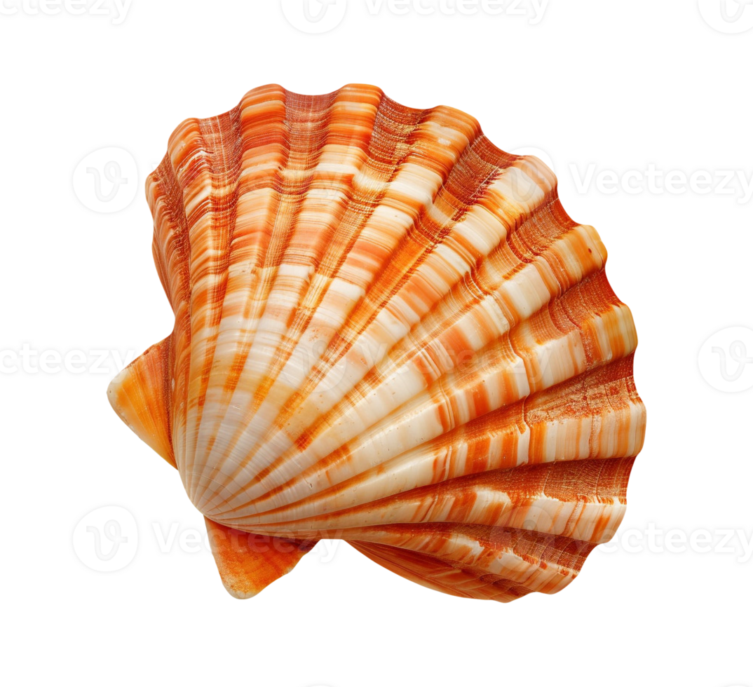 sea shell isolated png