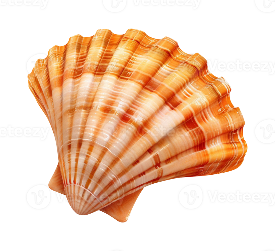 sea shell isolated png