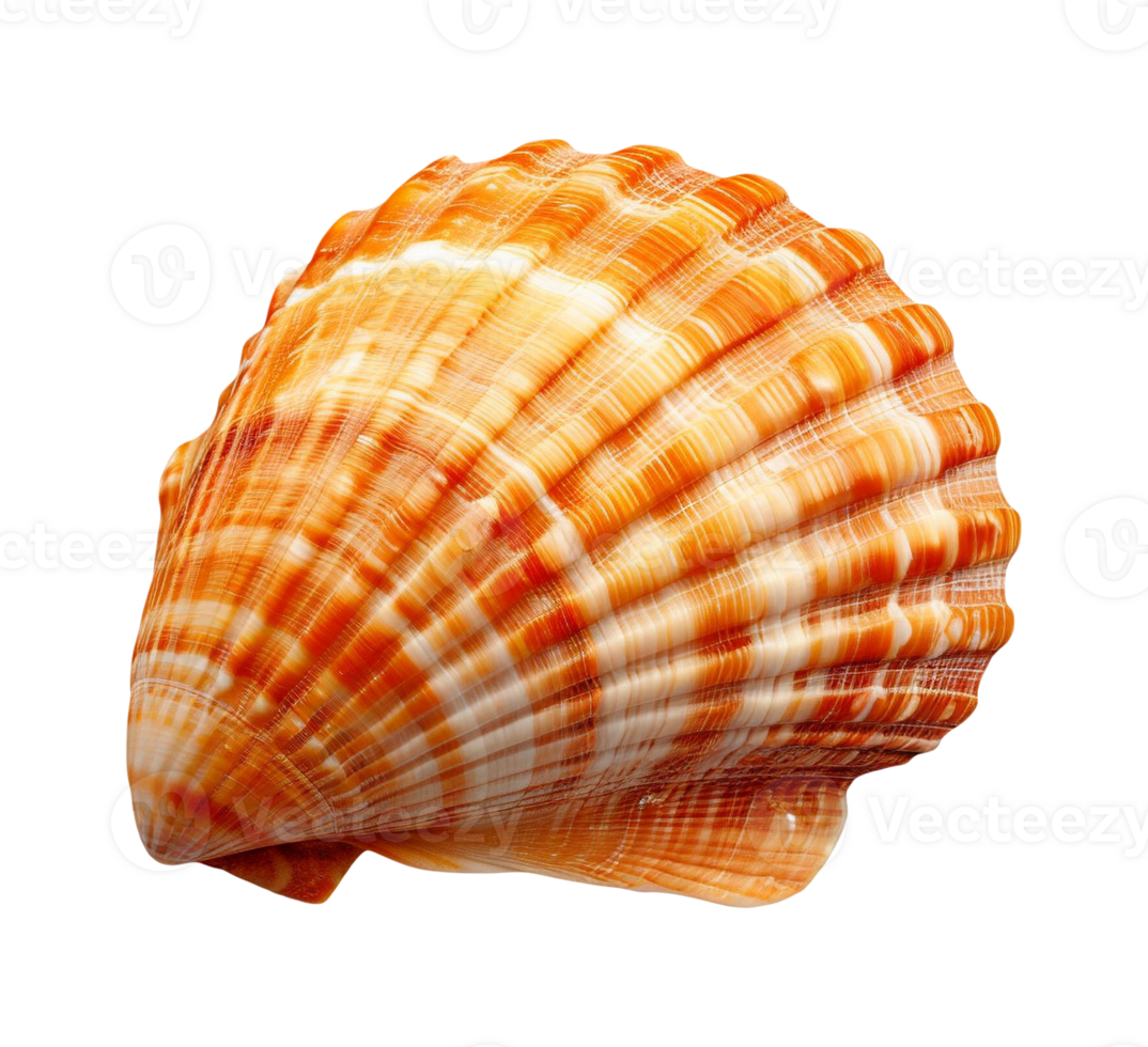 sea shell isolated png