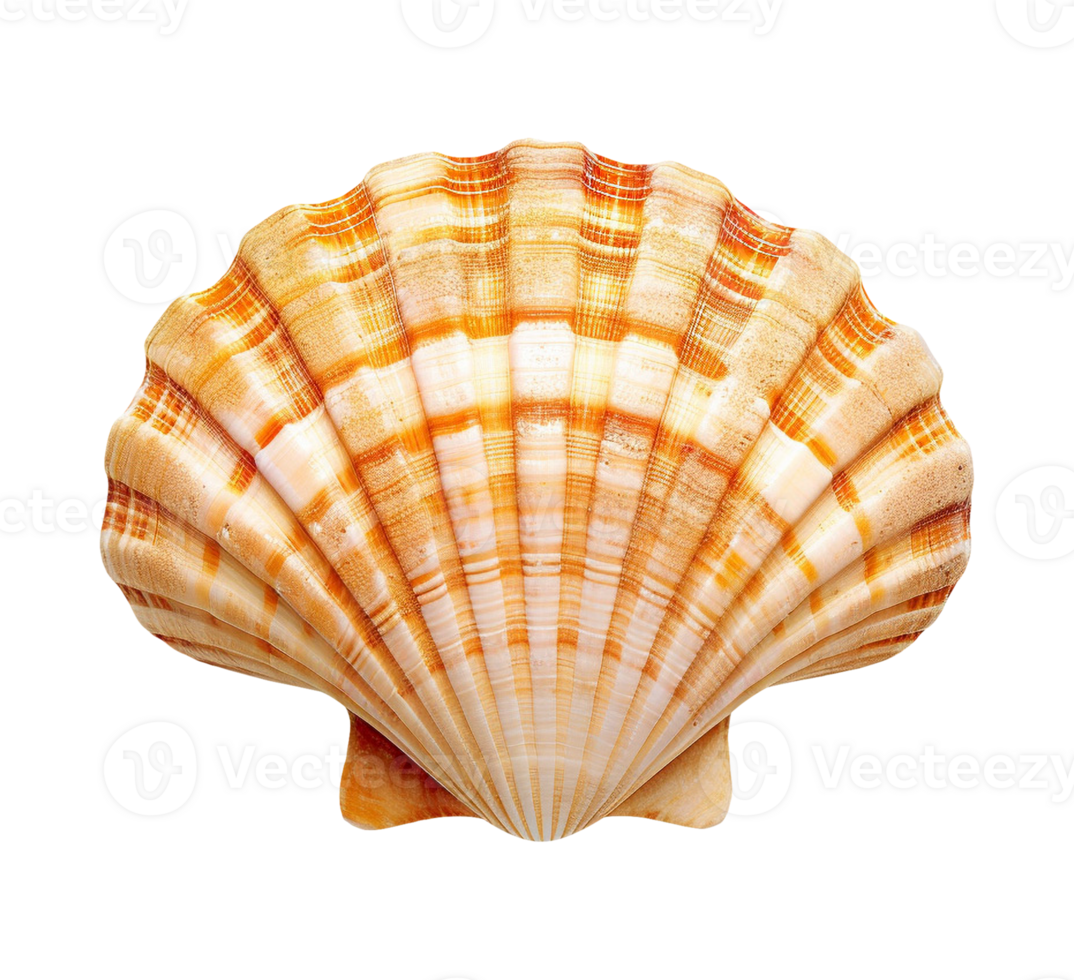 sea shell isolated png