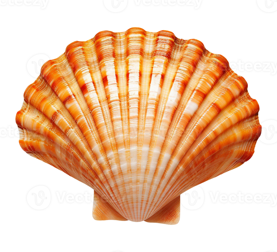 sea shell isolated png