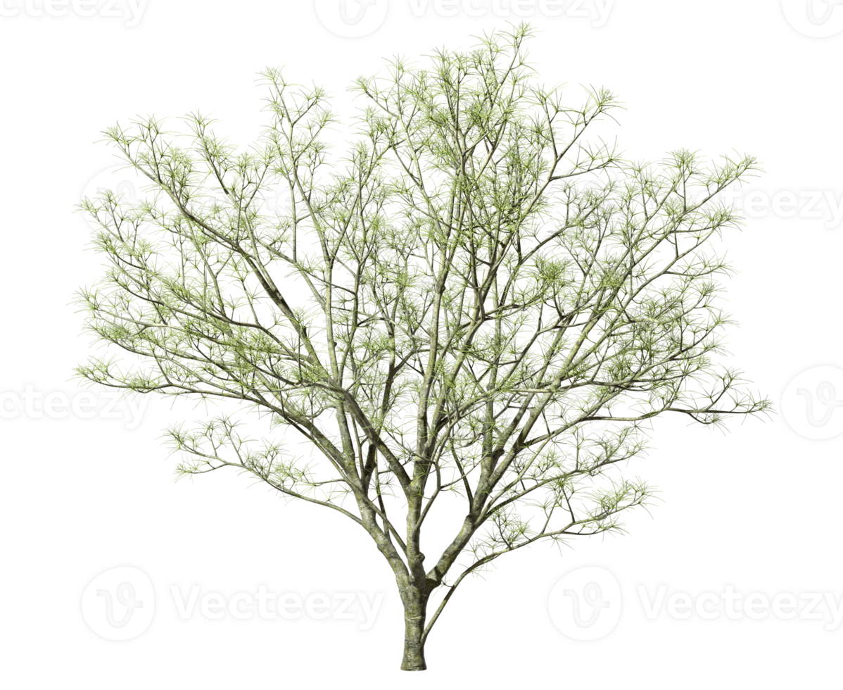 Dry tree growth life isolated transparent backgrounds 3d rendering png