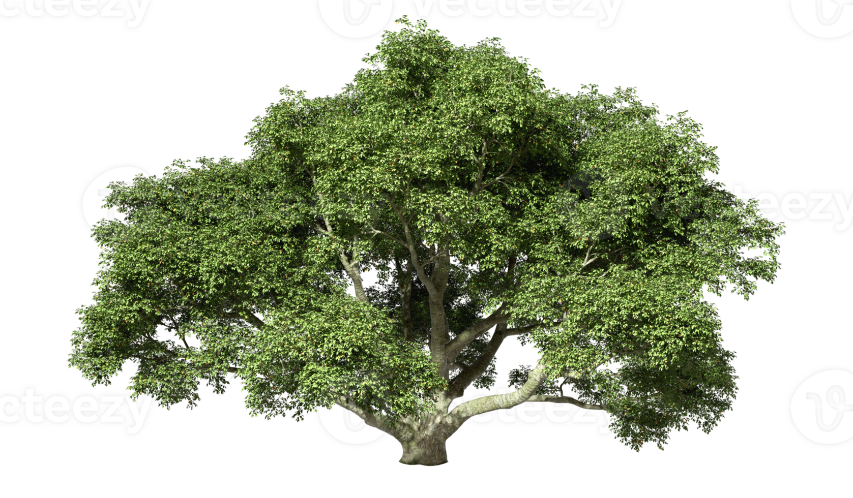 Big tree jungle isolated transparent backgrounds 3d render png