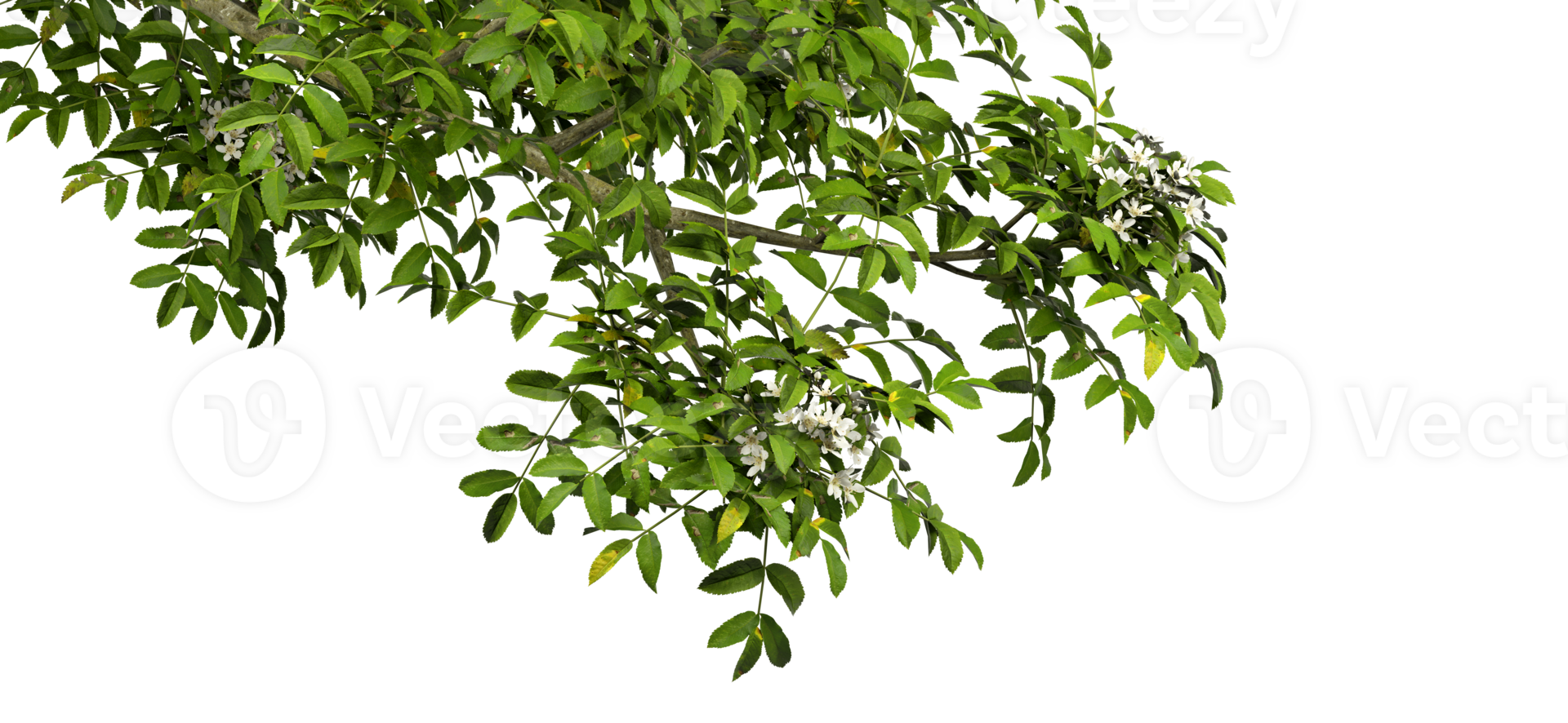 Isolate realistic tree branches greenery leaves on transparent backgrounds 3d render png