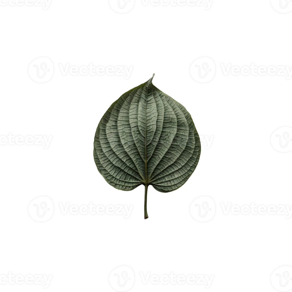 a leaf on a transparent background png