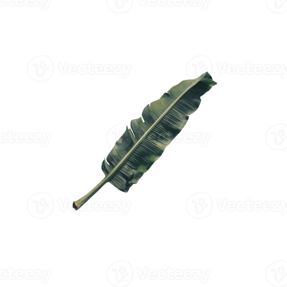 banana leaf on transparent background png