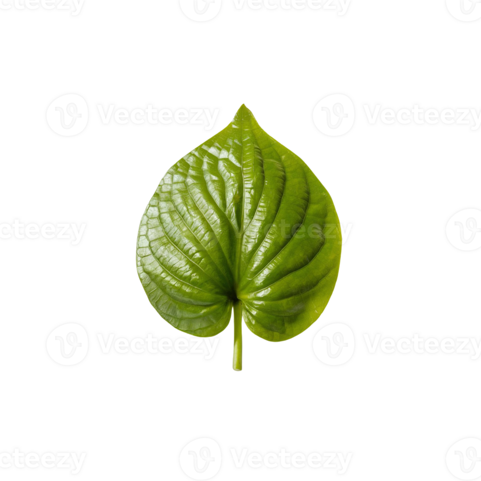 a green leaf on a transparent background png