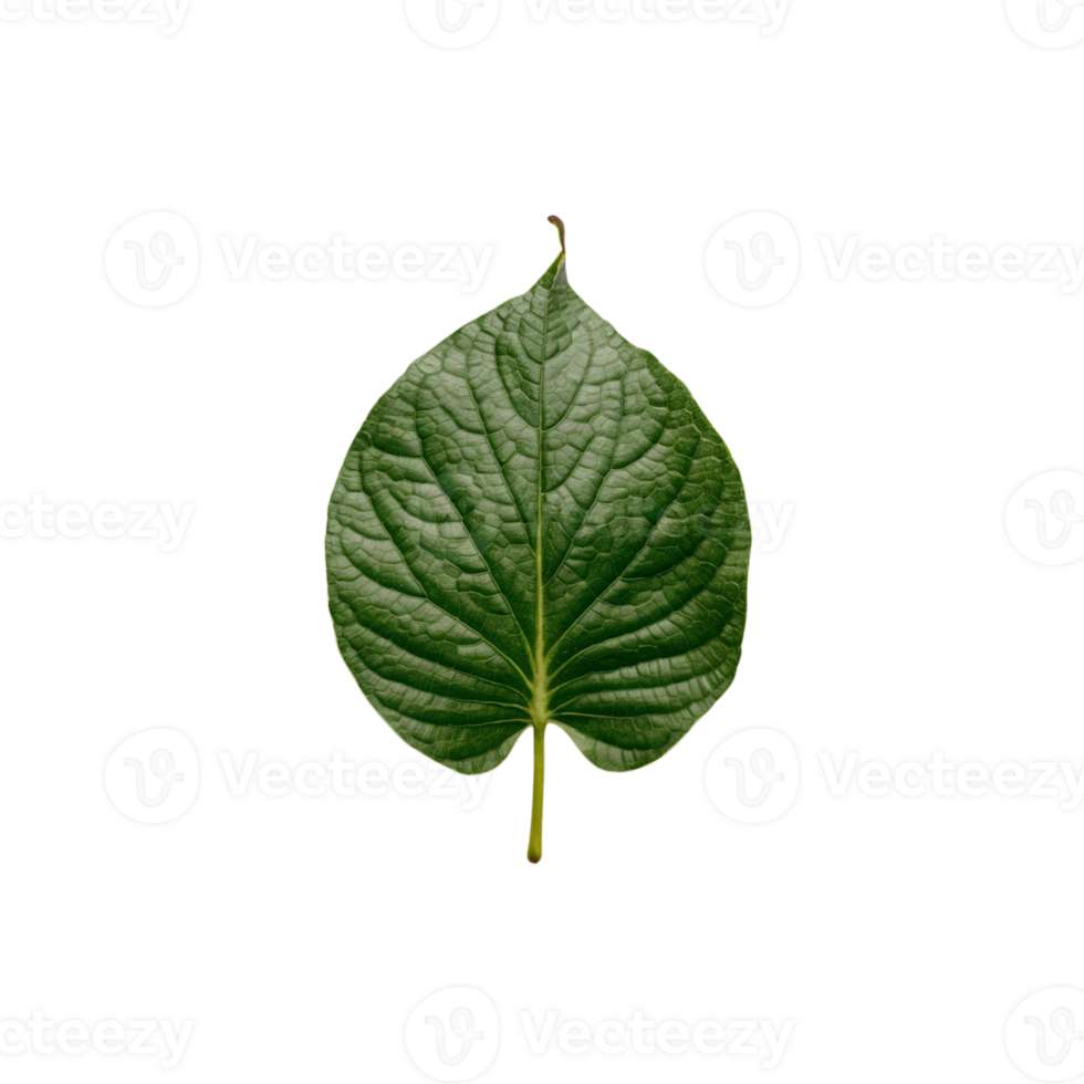 a green leaf on a white background png