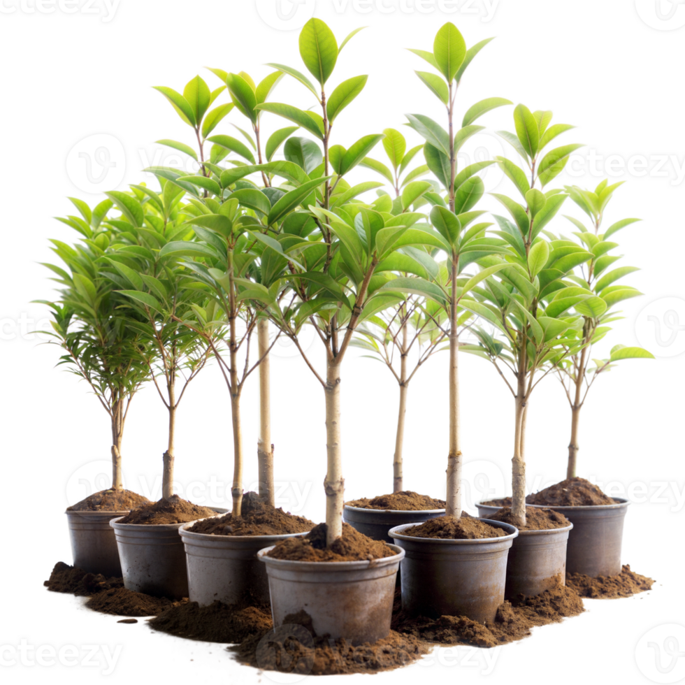 Saplings growing in pots, symbolizing new beginnings and environmental sustainability png