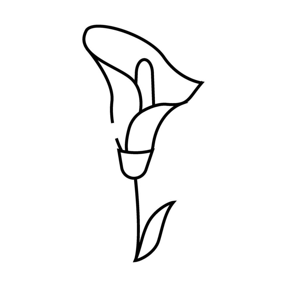 calla flower line icon illustration vector