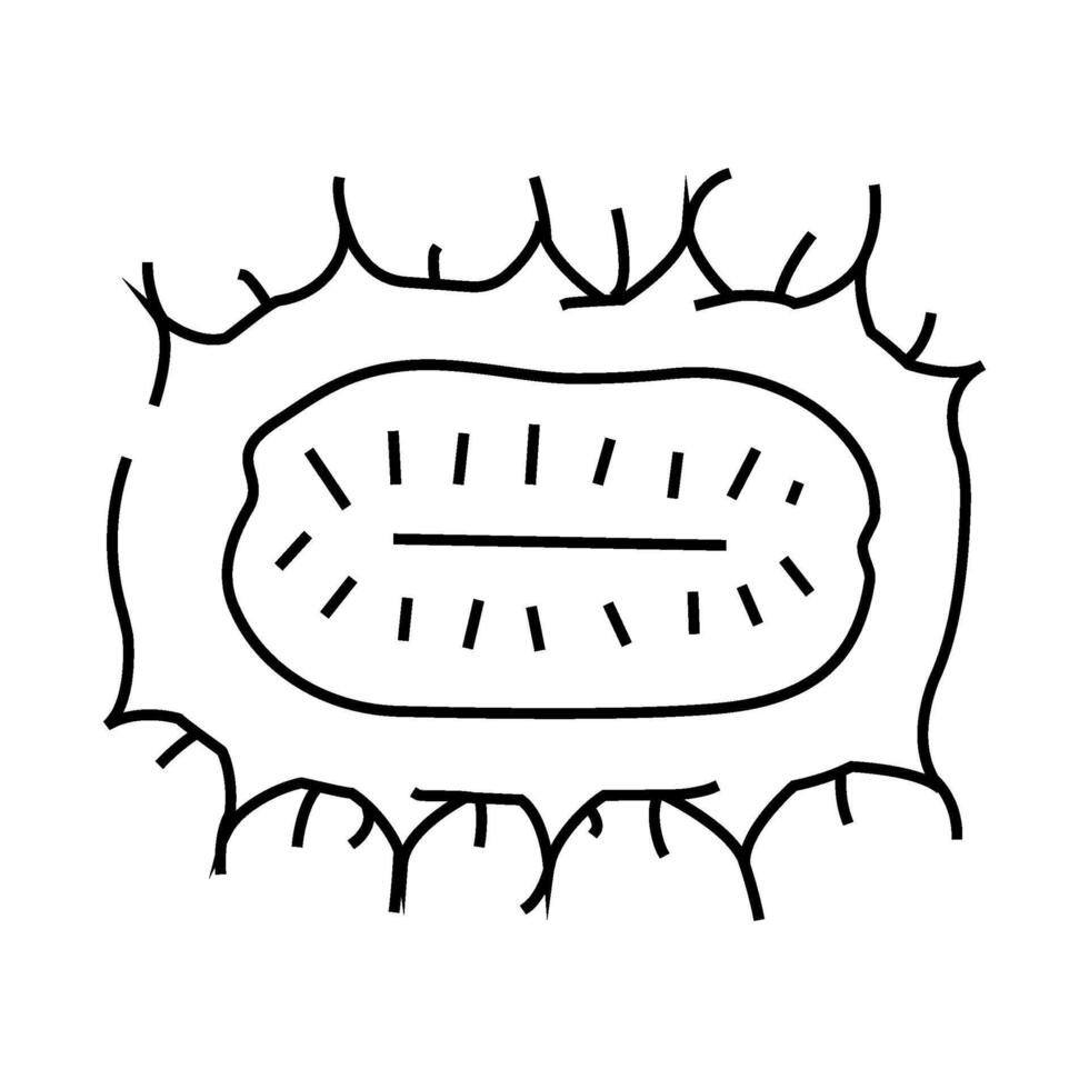 anguria cucumber line icon illustration vector