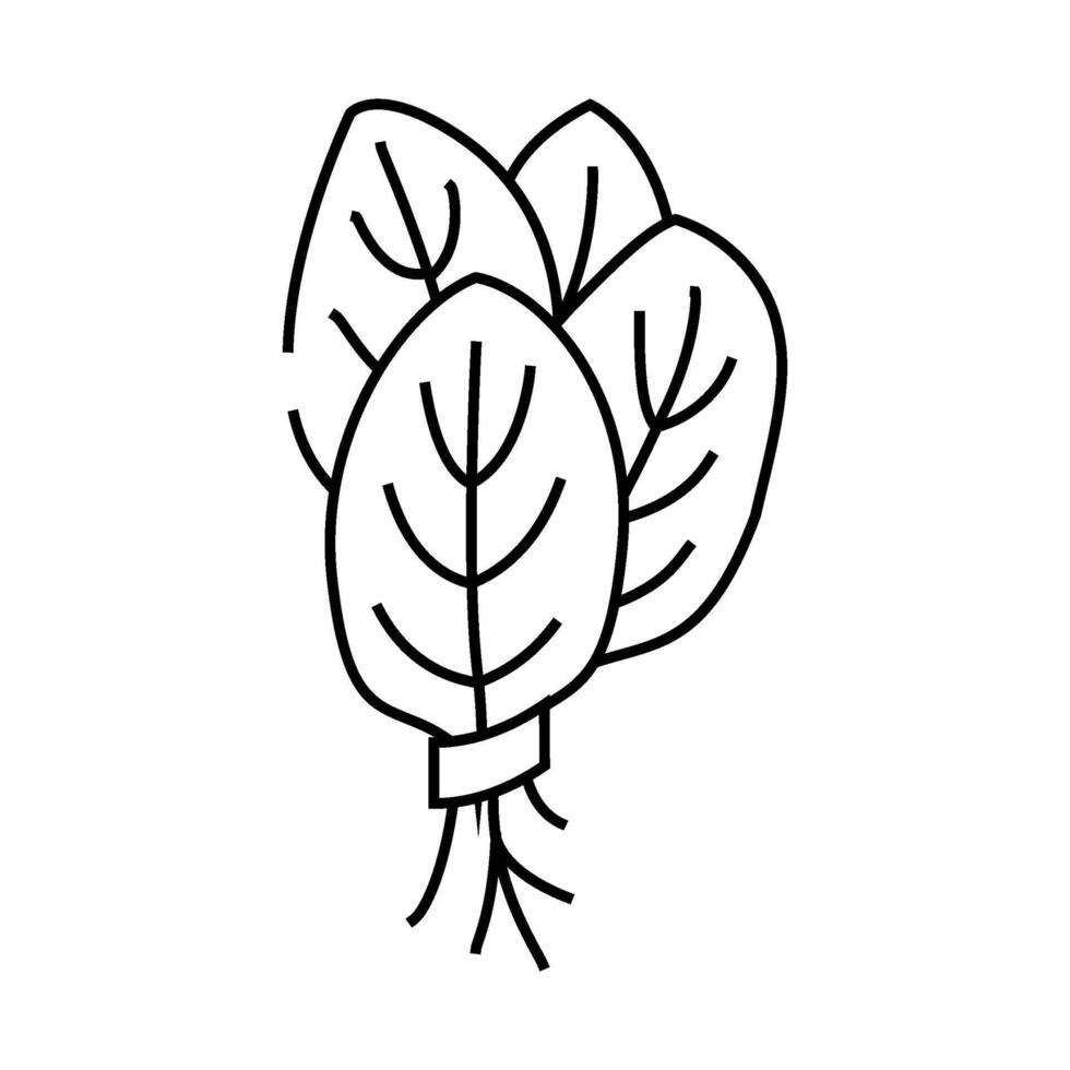 bunches spinach line icon illustration vector