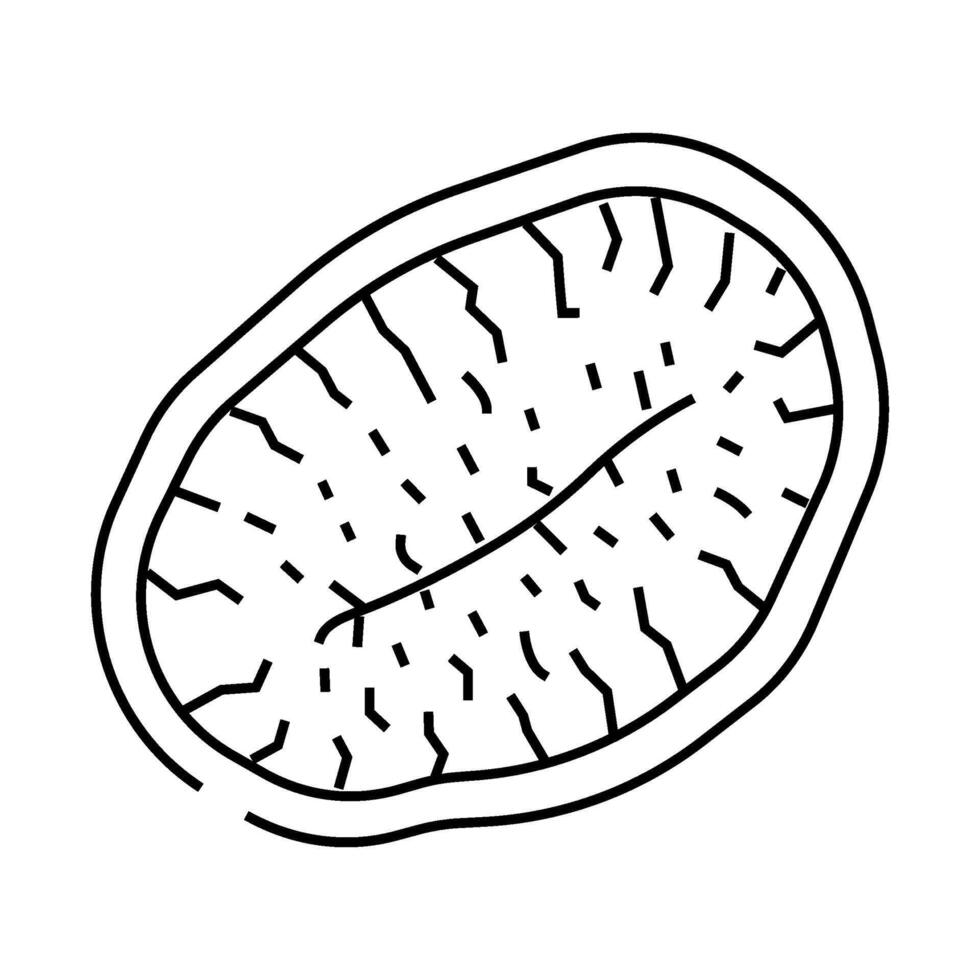 kiwi dried fruit line icon illustration vector