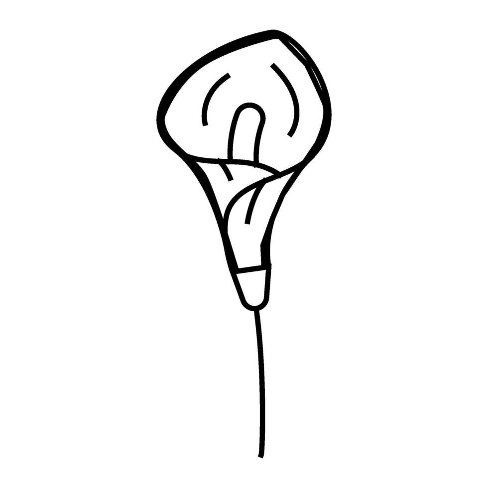 calla lily blossom spring line icon illustration vector