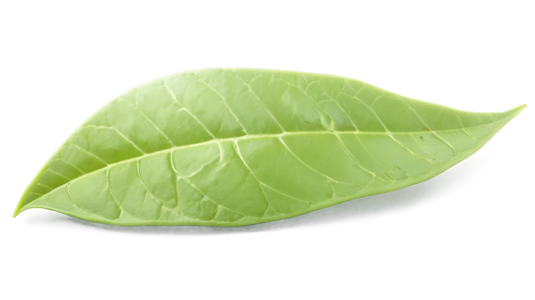 Green tea leaf isolated on transparent background png