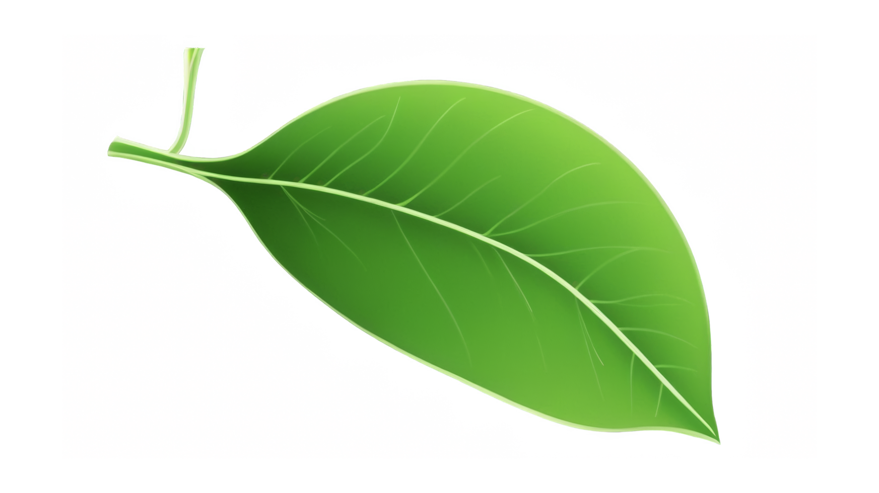 Green tea leaf isolated on transparent background png