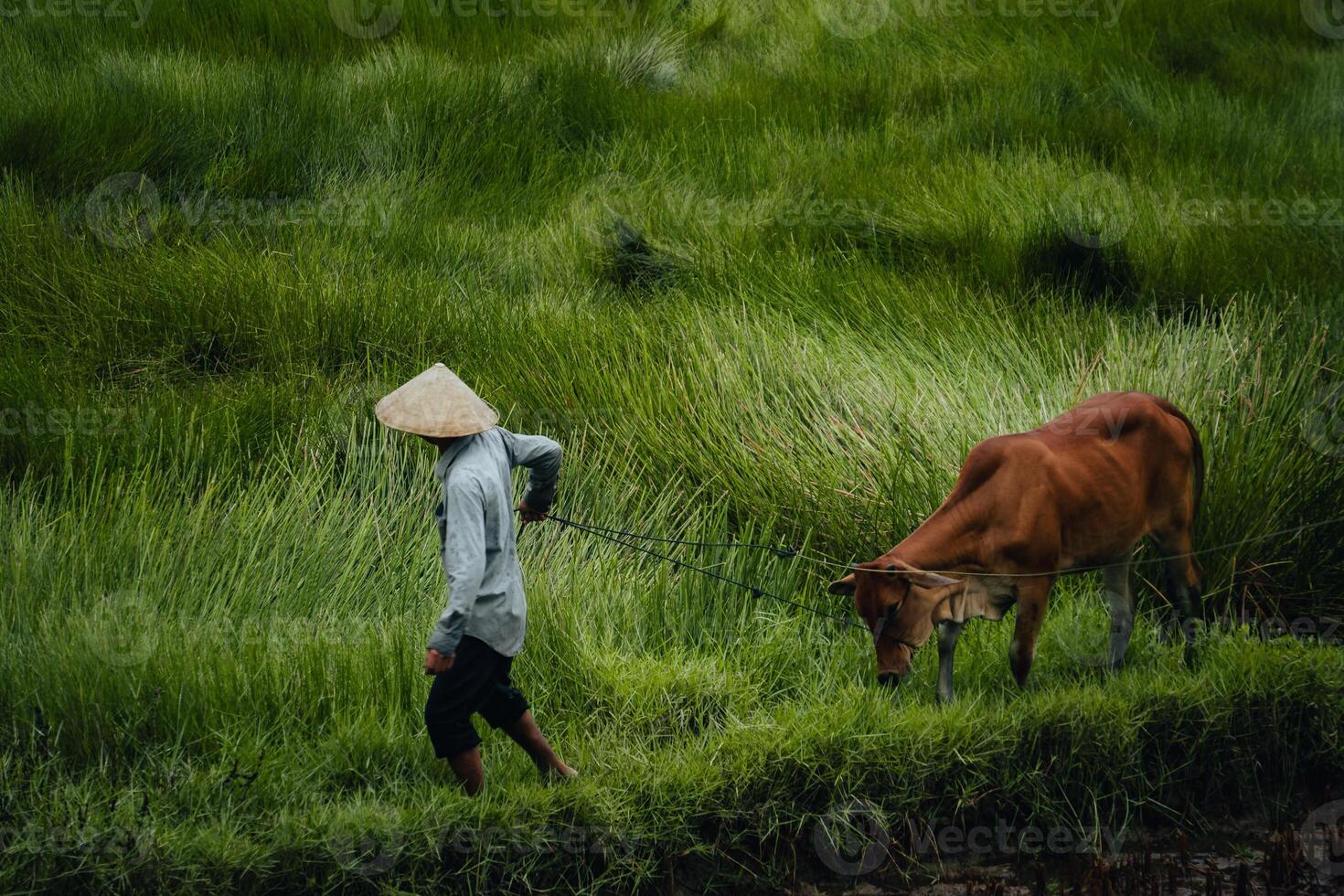 View of a farmer family harvests the grass, which is a raw material for weaving mats and many traditional items in Vietnam photo