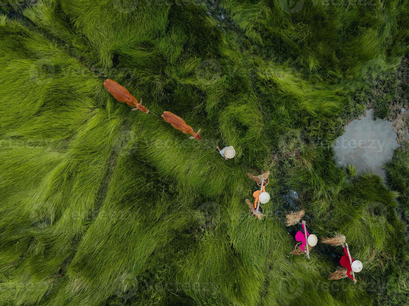 View of a farmer family harvests the grass, which is a raw material for weaving mats and many traditional items in Vietnam photo
