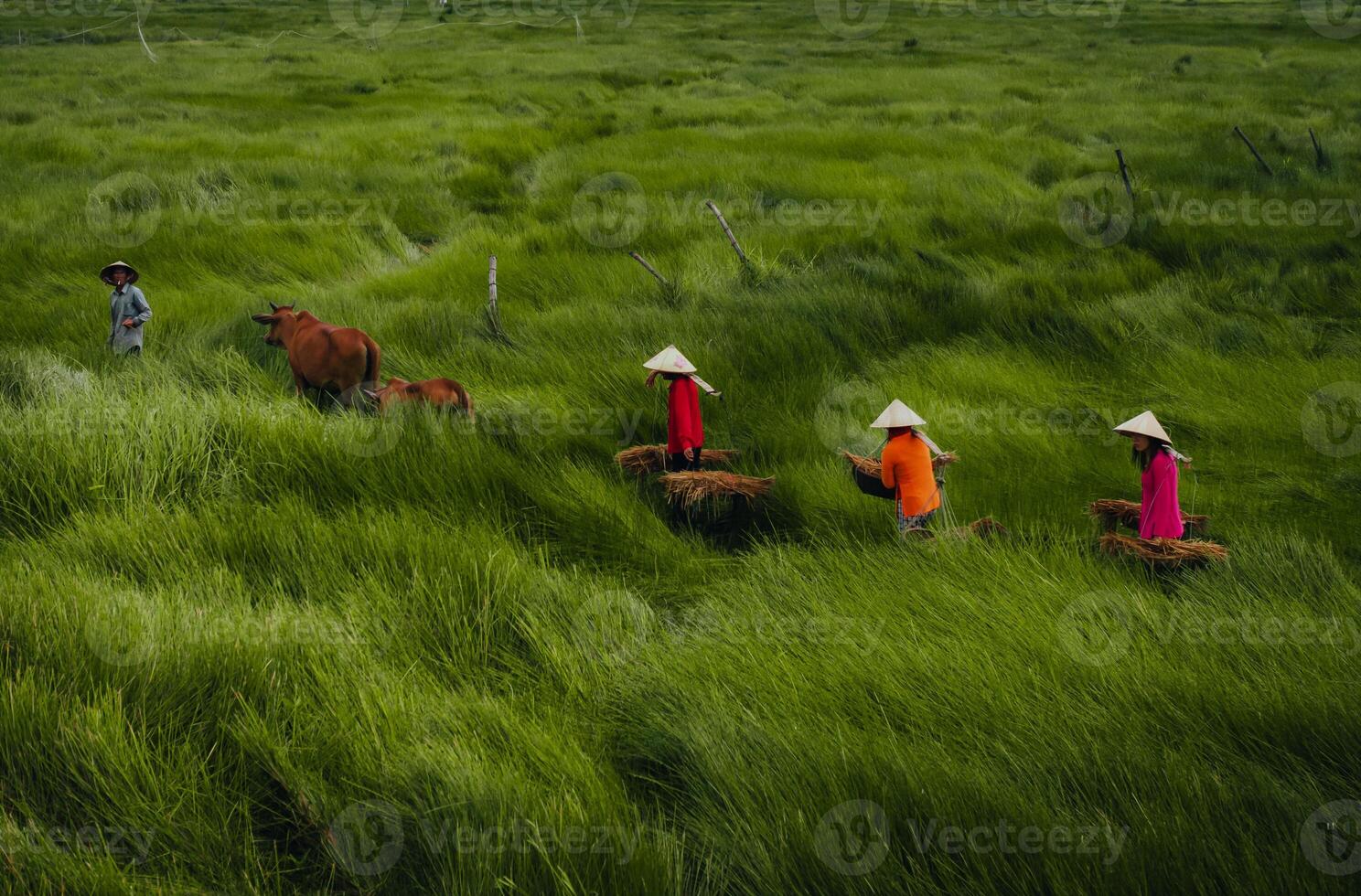 View of a farmer family harvests the grass, which is a raw material for weaving mats and many traditional items in Vietnam photo