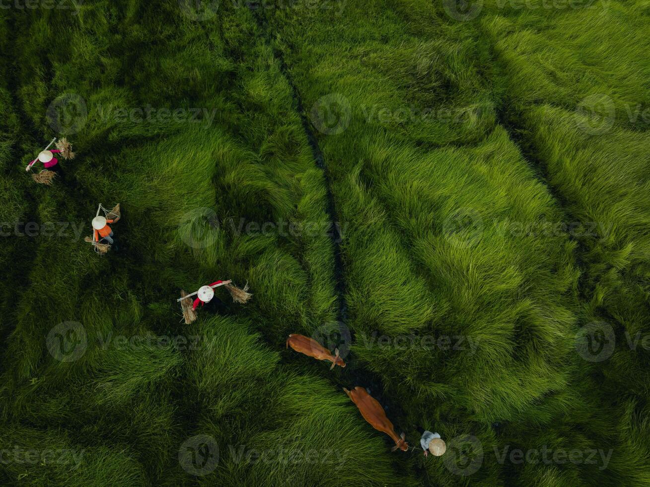 View of a farmer family harvests the grass, which is a raw material for weaving mats and many traditional items in Vietnam photo