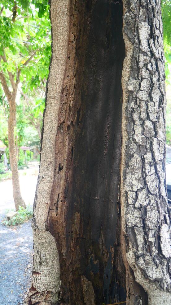 rough surface of tree bark photo