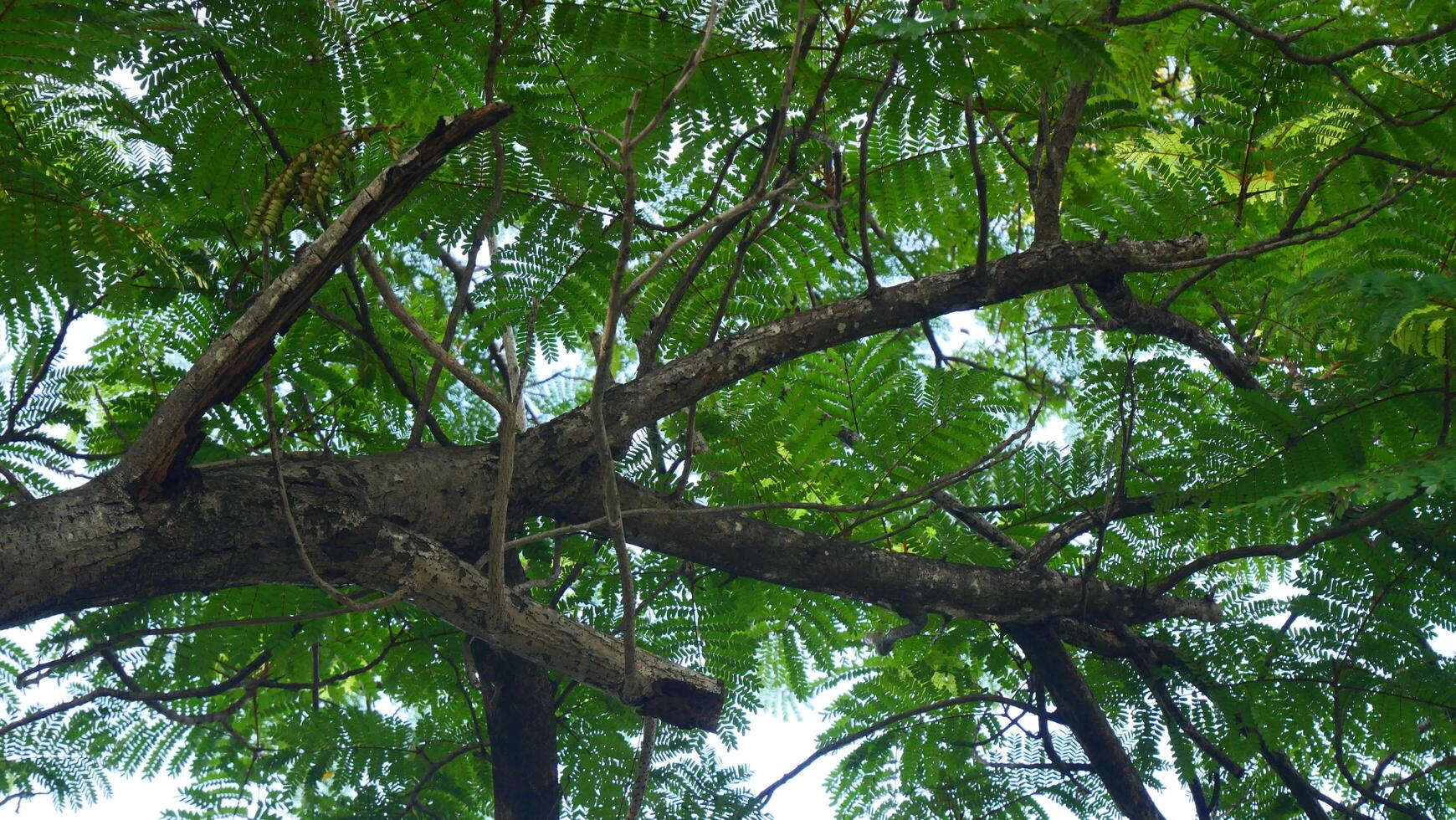 Branches and leaves The background is the sky photo