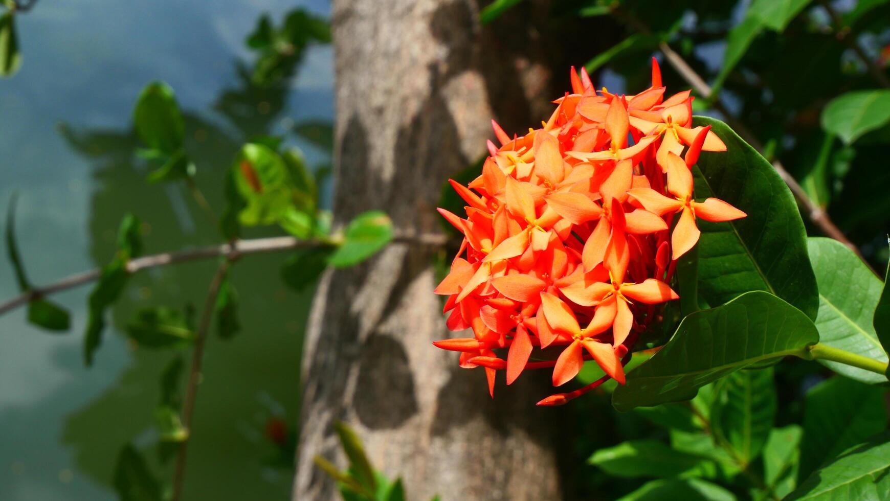 Orange West Indian Jasmine flowers blooming brightly under the radiant sunlight photo
