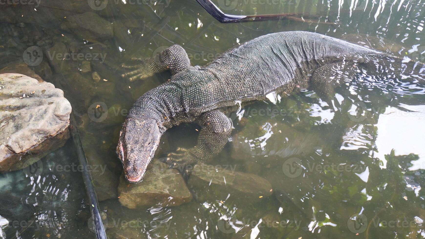 Water monitor crawling in the water photo