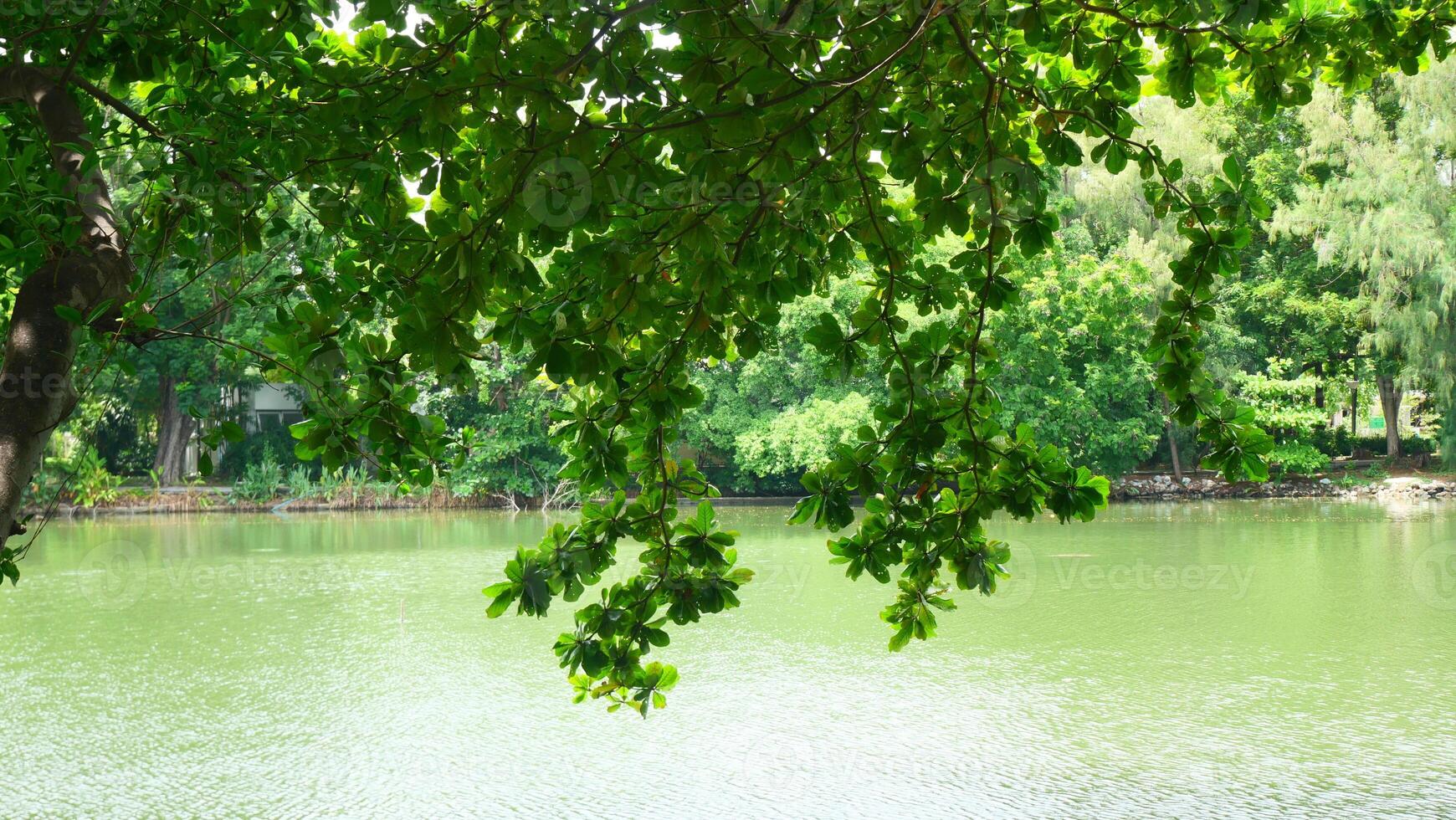 Green trees and branches near a small lake in the park photo
