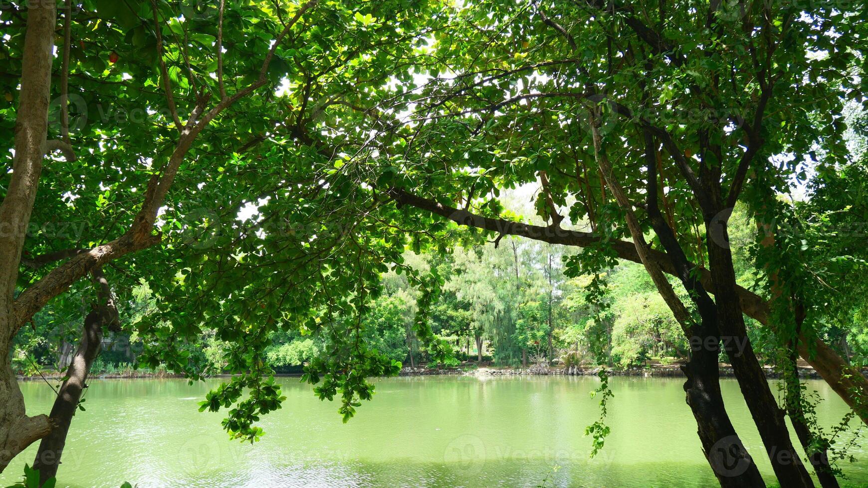 Green trees and branches near a small lake in the park photo