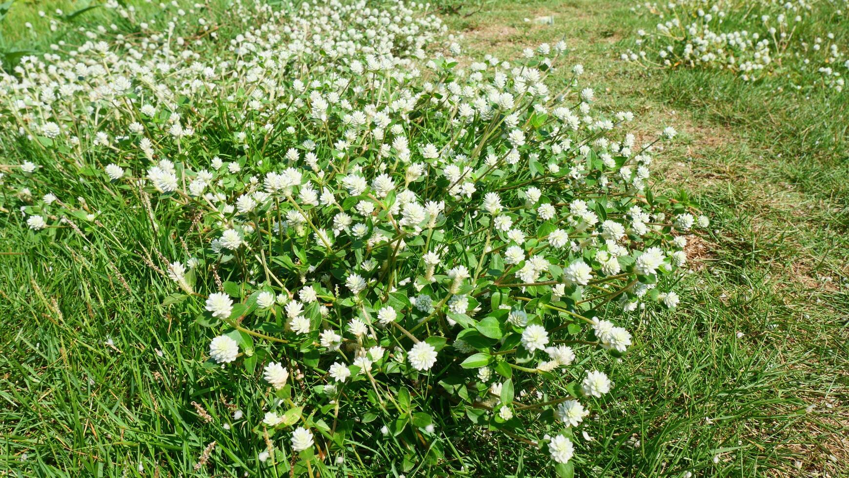 Grass flowers and green grass photo