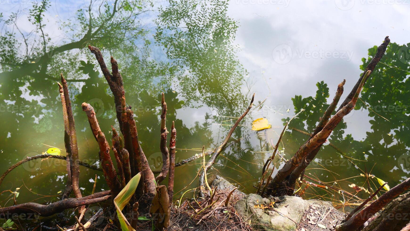 Pneumatophore is the roots of trees that help in breathing oxygen into the cells photo