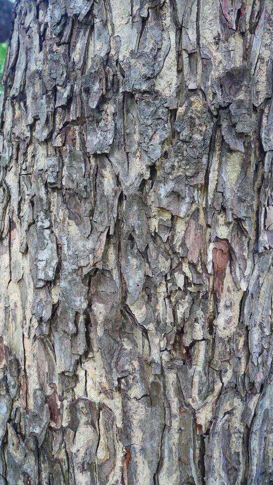 rough surface of tree bark photo