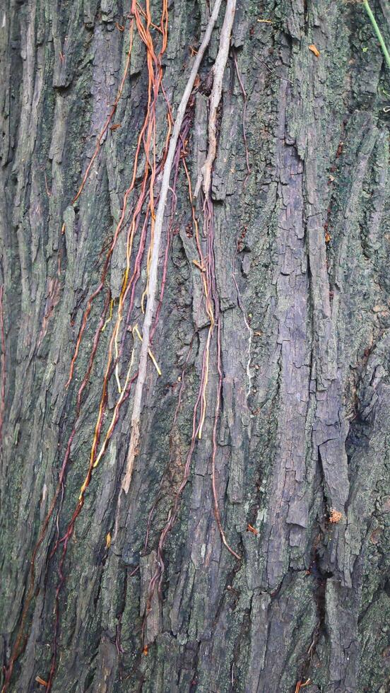 rough surface of tree bark photo