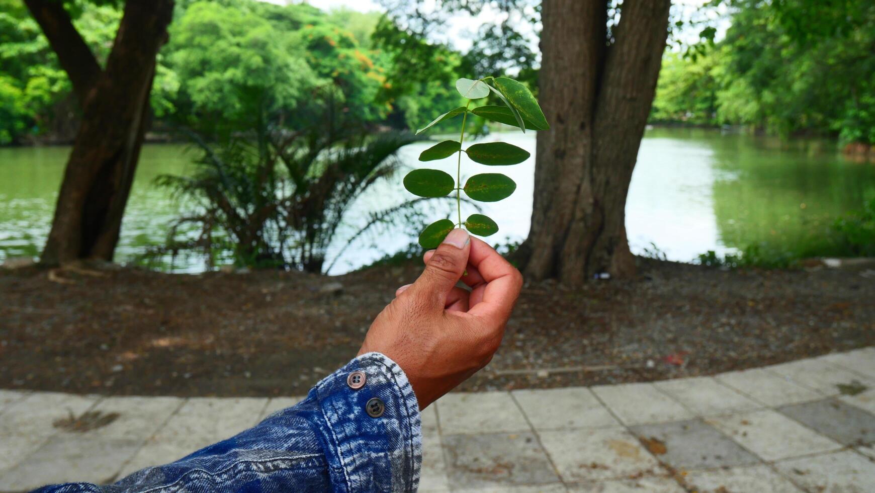 Farmer's hand holding a branch photo