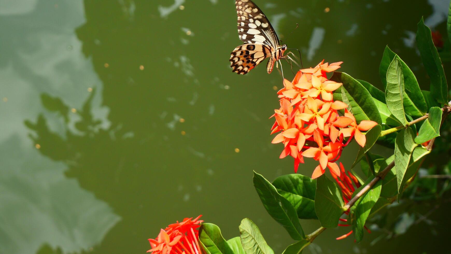 butterfly on orange West Indian Jasmine flowers photo