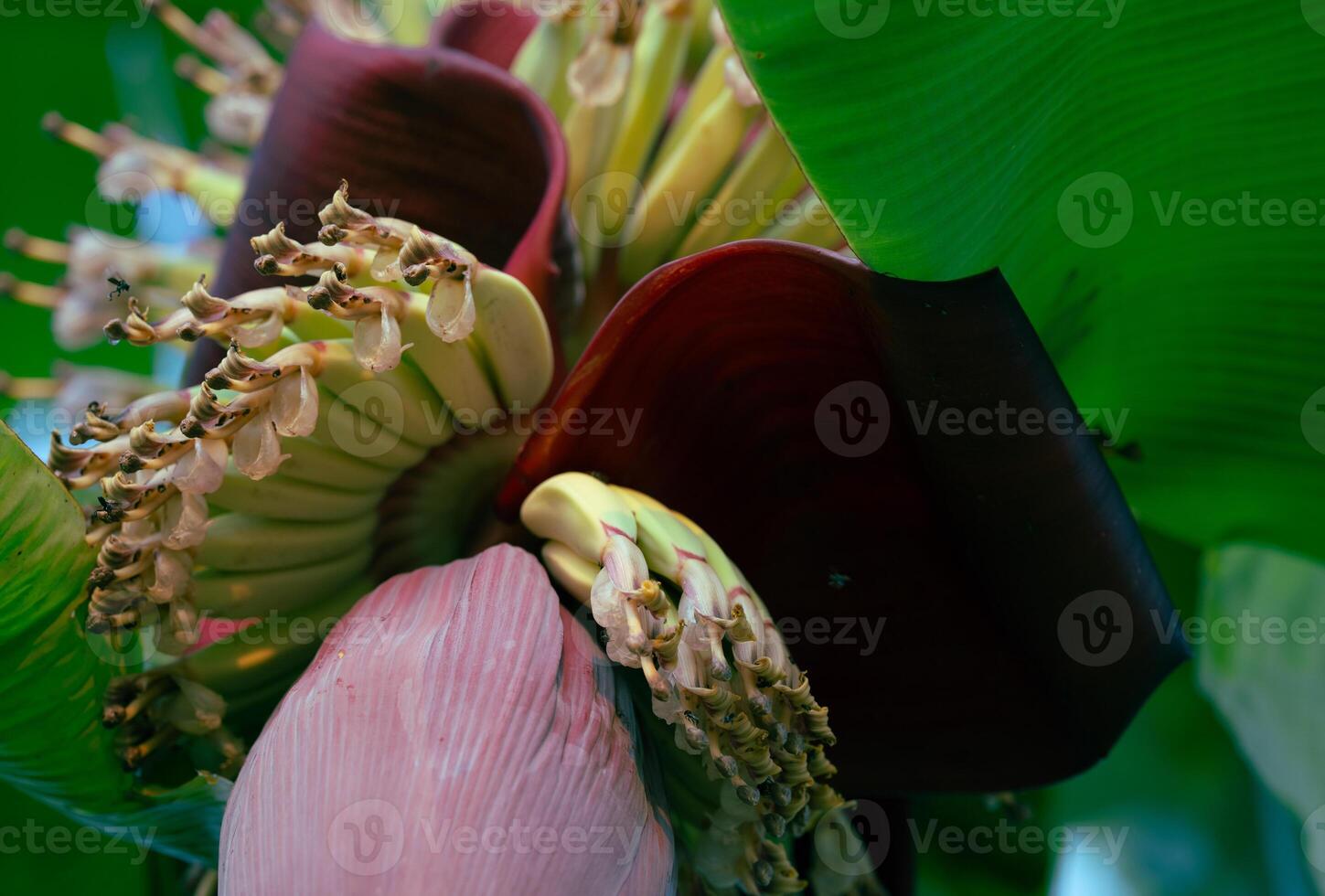 Banana blossom. Plant-based raw material for vegan fish and meat alternatives. Banana heart. Purple-skinned banana flower. Sustainable source for plant-based meat alternatives in vegan cuisine. photo