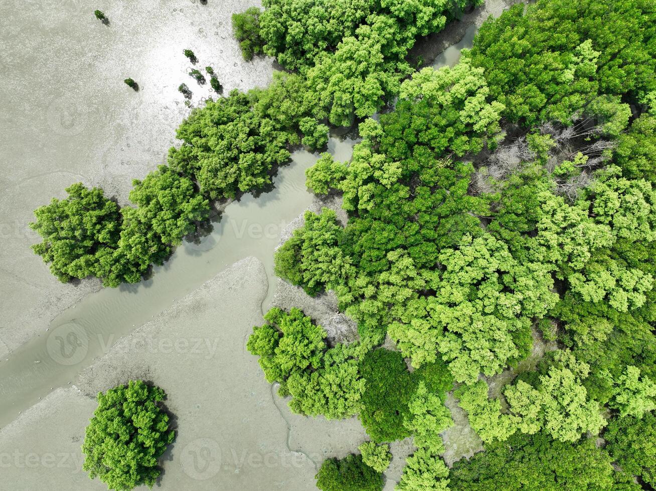Aerial top view of green mangrove forest. Mangrove ecosystem. Natural carbon sinks. Mangroves capture CO2 from the atmosphere. Blue carbon ecosystems. Mangroves absorb carbon dioxide emissions. photo