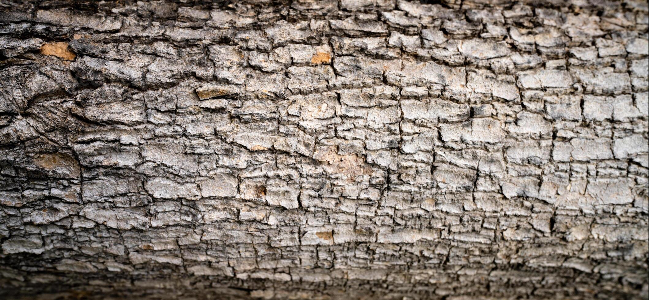 Close-up of tree bark texture background showcasing natural wood patterns and rough grainy surface, ideal for eco-friendly projects and nature-themed designs. Organic material and carbon neutrality. photo