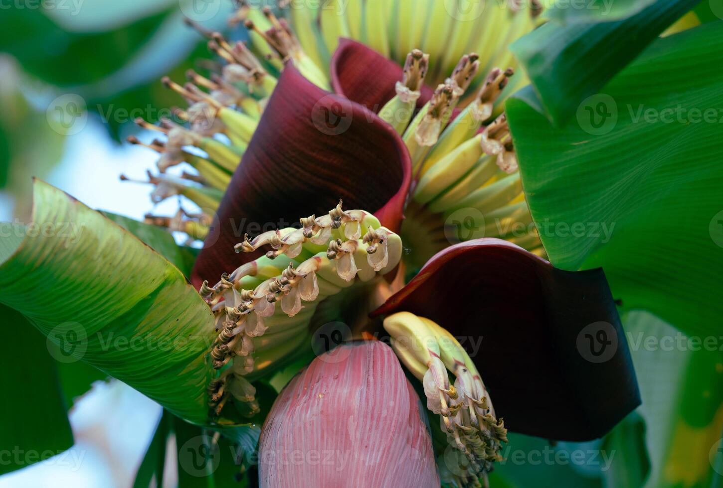Banana blossom. Plant-based raw material for vegan fish and meat alternatives. Banana heart. Purple-skinned banana flower. Sustainable source for plant-based meat alternatives in vegan cuisine. photo