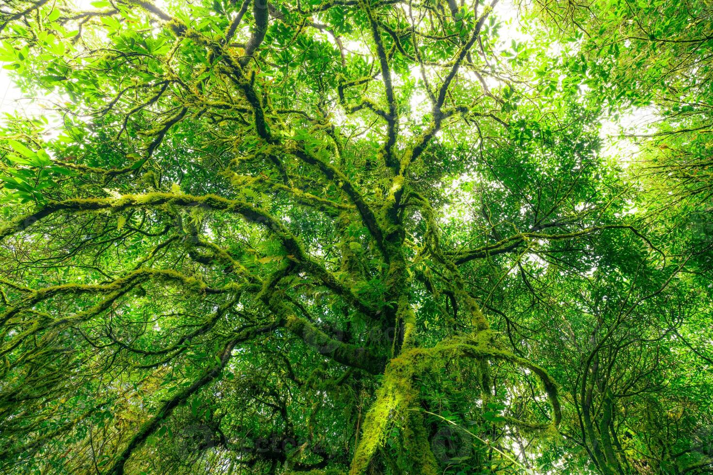 Looking up view of tree trunk to green leaves of tree in forest with sun light. Fresh environment in green woods. Forest tree on sunny day. Natural carbon capture. Sustainable conservation and ecology photo