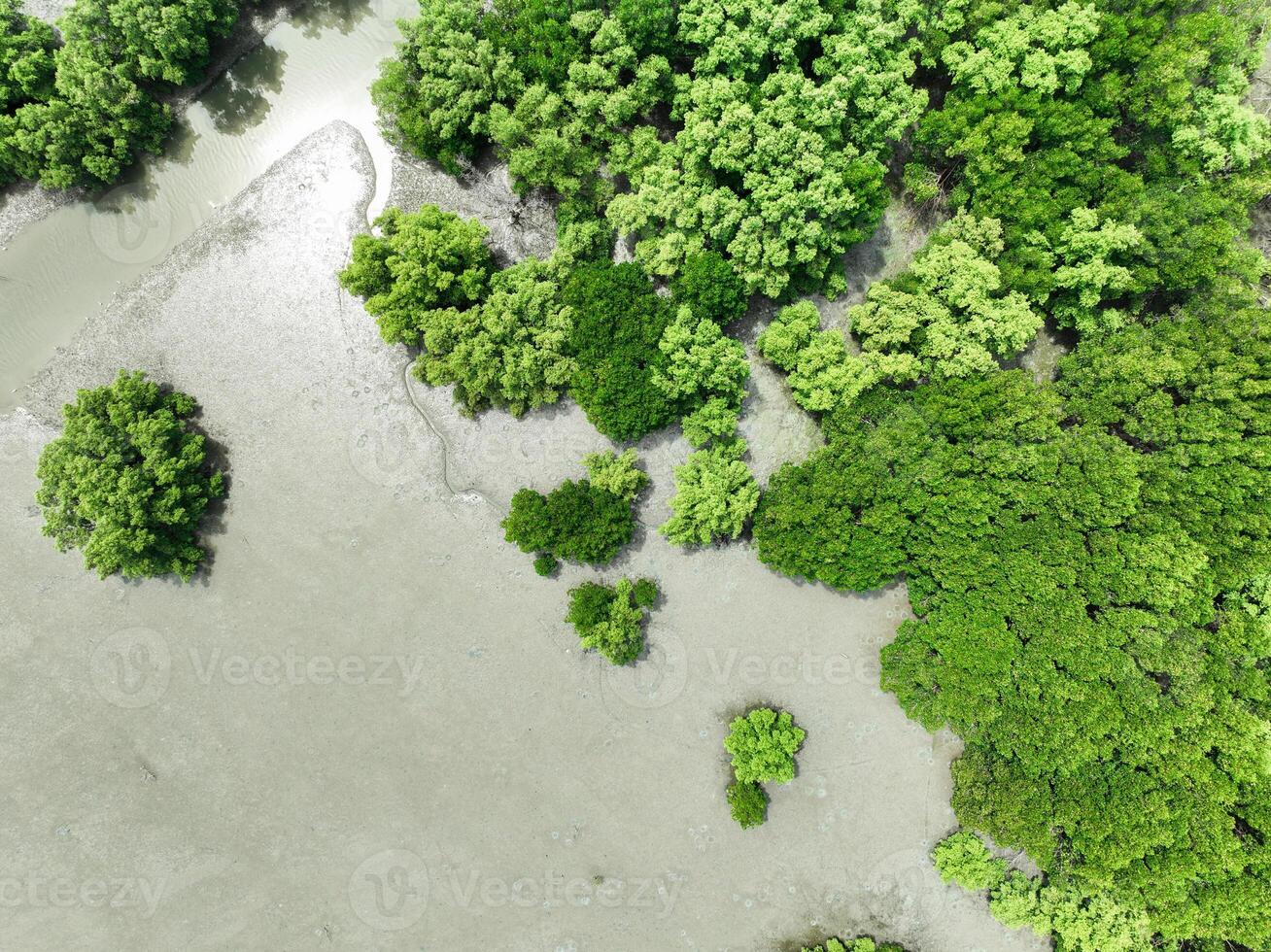 Aerial top view of green mangrove forest. Mangrove ecosystem. Natural carbon sinks. Mangroves capture CO2 from the atmosphere. Blue carbon ecosystems. Mangroves absorb carbon dioxide emissions. photo