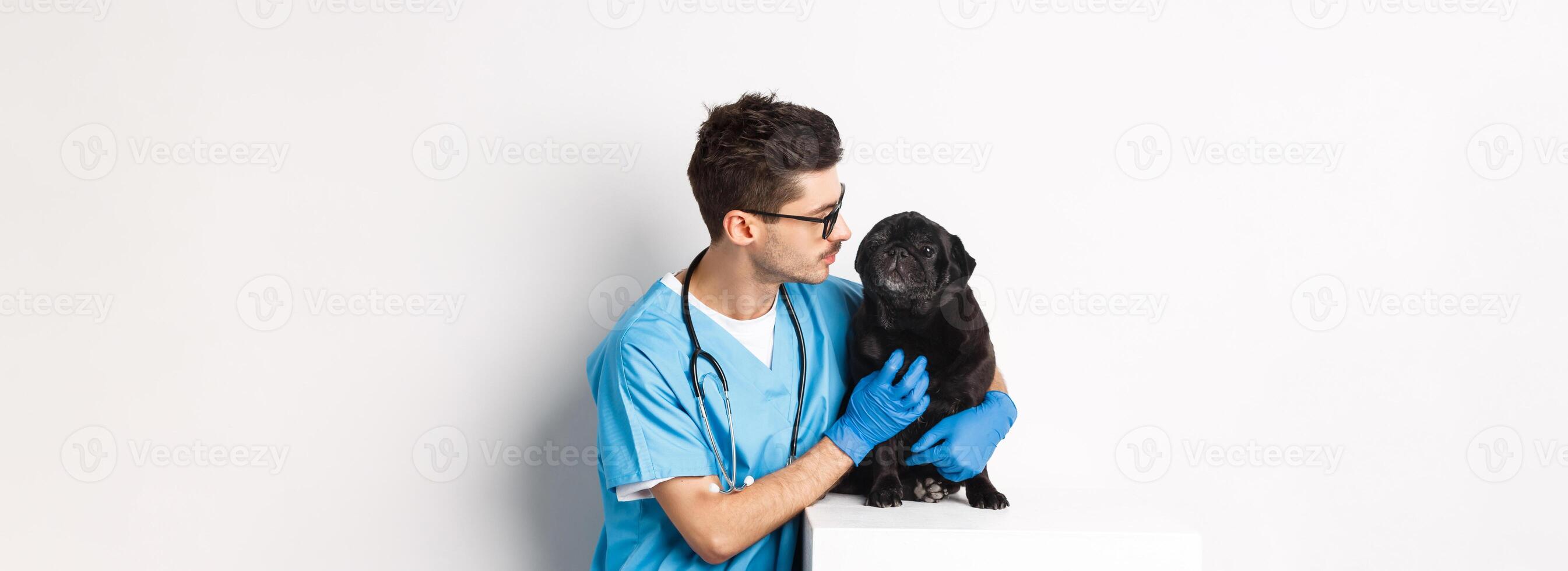 Handsome young veterinarian doctor scratching cute black pug, pet a dog, standing in scrubs over white background photo